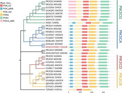 PI3K Plays an Essential Role in Planarian Regeneration and Tissue Maintenance